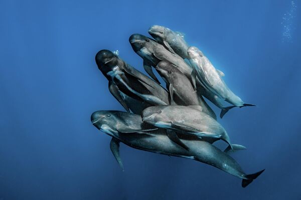 Ispaniyalik fotograf Rafayel Fernandesning asari.U uchuvchi kitlar suruvini - qora delfinlarni tasvirga oldi. - Sputnik Oʻzbekiston