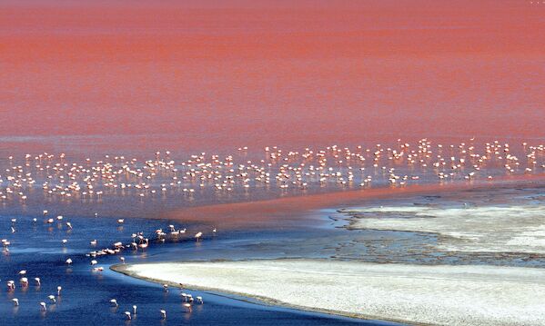 Laguna Kolorada, Boliviyadagi flamingolarning katta suruvi. - Sputnik O‘zbekiston