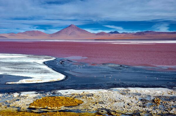 Laguna Kolorado – Boliviyada joylashgan. - Sputnik O‘zbekiston