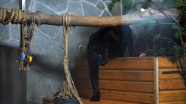 Черный ягуар появился в Ленинградском зоопарке - Sputnik Ўзбекистон