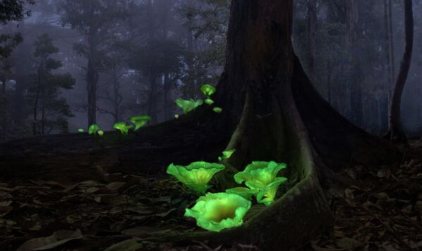 Редкий снимок — светящиеся в темноте биолюминесцентные грибы, или &quot;грибы-призраки&quot;. Автор — Калли Чи из Австралии. Такие грибы встречаются в некоторых лесах этой страны. Они растут и светятся всего несколько недель в году. - Sputnik Узбекистан