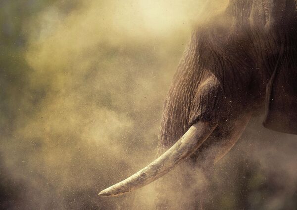 Автор снимка &quot;Гигант в пыли&quot; — греческий фотограф Панос Ласкаракис. Впечатляющий кадр сделан в Намибии. - Sputnik Узбекистан