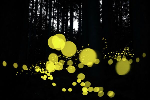 Снимок японского фотографа Масахиро Хироике. Химэботару — это маленький светлячок, живущий в лесу и излучающий короткий и мощный свет, похожий на вспышку. Интересный кадр с эффектом &quot;боке&quot; был также отмечен жюри конкурса. - Sputnik Узбекистан