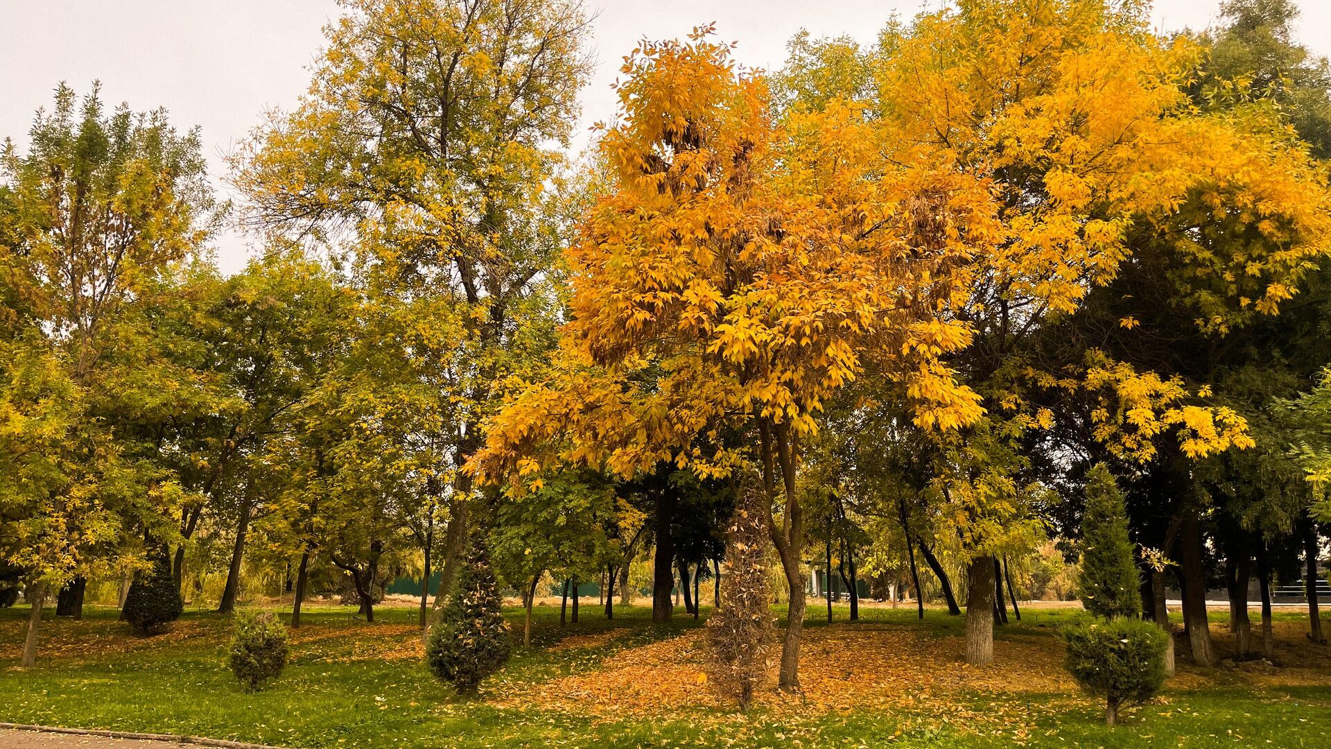 Куз 2. Ташкент осень. Куз фасли. Осень в Узбекистане фото. Куз фасли фото.