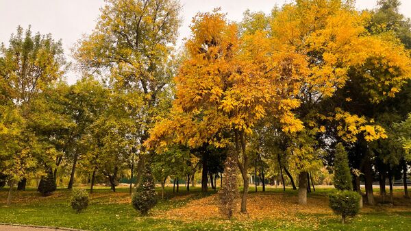 Осень в Ташкенте. - Sputnik Узбекистан