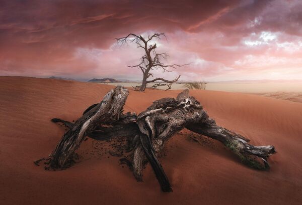 Снимок &quot;Старое дерево&quot; испанского фотографа Хосе Д. Рикельме. Намибия, Африка. - Sputnik Узбекистан