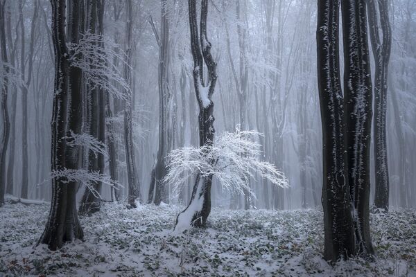 &quot;Ледяные деревья&quot; китайского фотографа Тони Ванга заняли второе место. - Sputnik Узбекистан