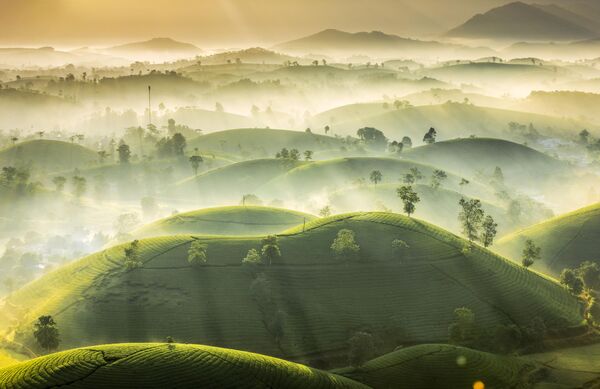 Фото &quot;Чайная гора&quot; вьетнамского фотографа Хуан Ву Трунга. - Sputnik Узбекистан