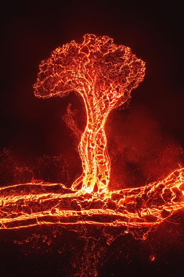 Снимок &quot;Дерево лавы&quot; фотографа из Коста-Рики Луиса Солано, сделанный на полуострове Рейкьянес, Исландия.  - Sputnik Узбекистан