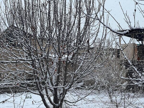 Снег в Ташкенте - Sputnik Узбекистан