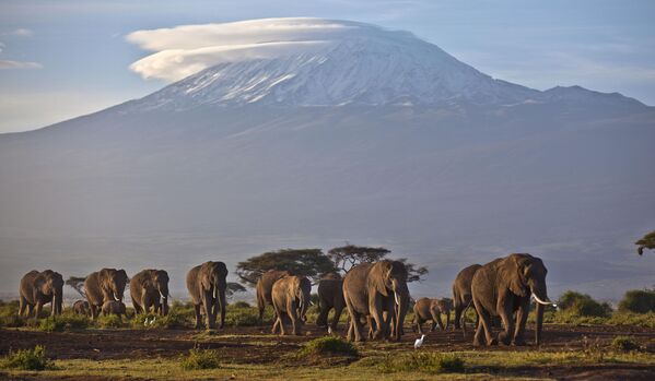 Kilimanjaro tog‘i, Tanzaniya - Sputnik O‘zbekiston