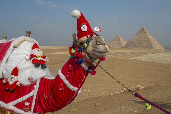 Верблюд, одетый в рождественскую одежду, возле пирамид Гизы на юго-западной окраине египетской столицы - Sputnik Узбекистан