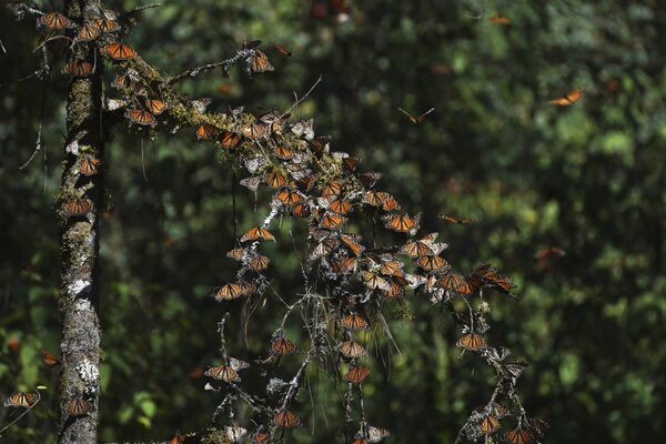 Бабочки-монархи отдыхают на ветке дерева в заповеднике Пьедра-Эррада в горах недалеко от Валье-де-Браво в Мексике - Sputnik Узбекистан