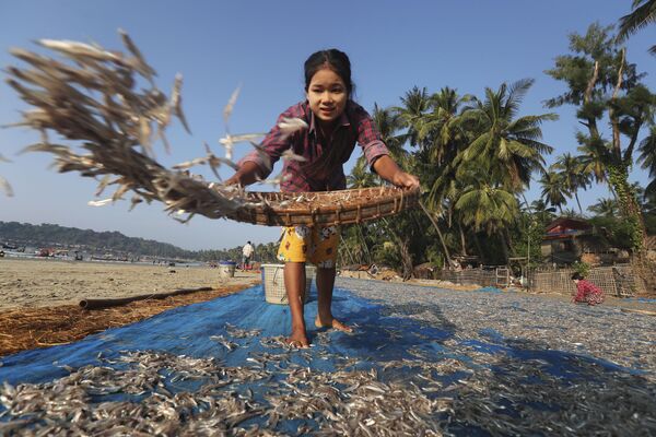 Женщина раскладывает рыбу для сушки на пляже Нгапали в Мьянме - Sputnik Узбекистан