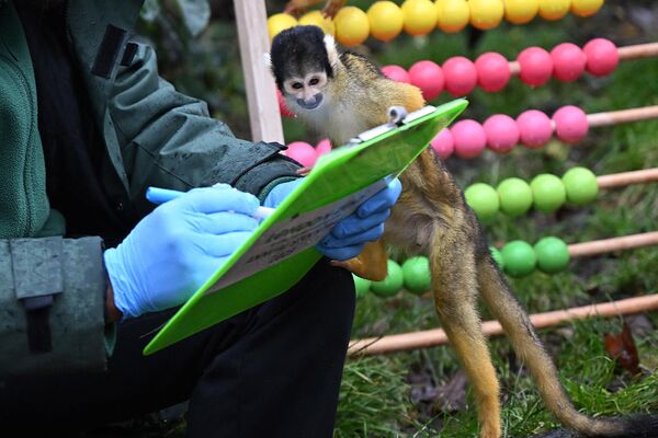 Обезьянка Саймири проявляет любопытство во время ежегодной инвентаризации в лондонском зоопарке - Sputnik Узбекистан