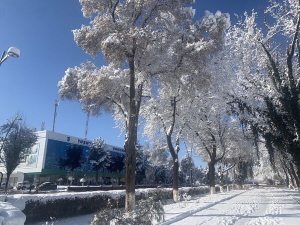 Солнечная морозная погода в Ташкенте.  - Sputnik Узбекистан