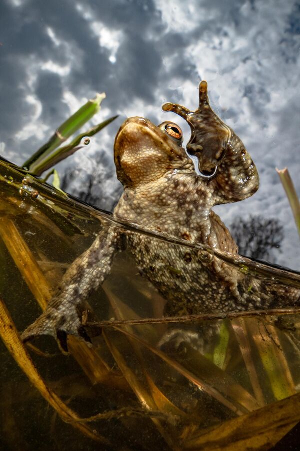 Макросьемка: жаба во время нереста. - Sputnik Узбекистан