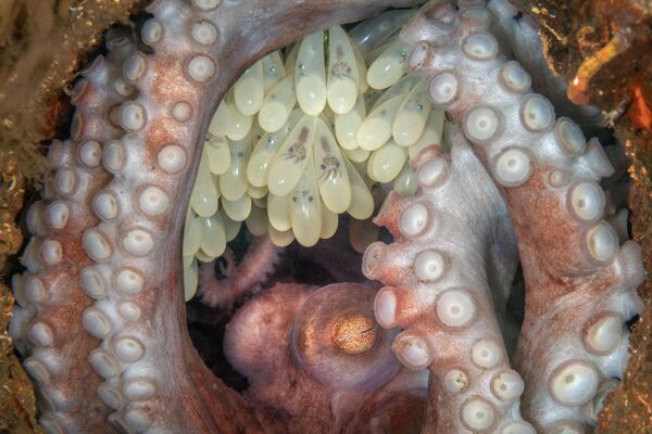 Самка рифового осьминога охраняет отложенные яйца. Как и все самки осьминогов, она не отлучается от кладки, не ест все время созревания яиц и погибнет от истощения вскоре после того, как вылупятся маленькие осьминожки. - Sputnik Узбекистан