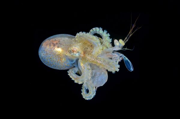 Глубоководный осьминог поймал креветку.  - Sputnik Узбекистан