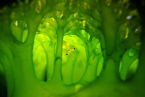 Макросьемка: мелкие рачки и креветки в морских водорослях.  - Sputnik Узбекистан