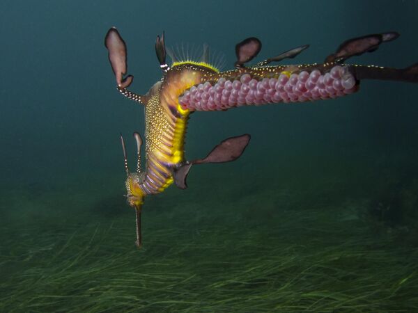 Морской дракончик несет на хвосте кладку яиц . - Sputnik Узбекистан