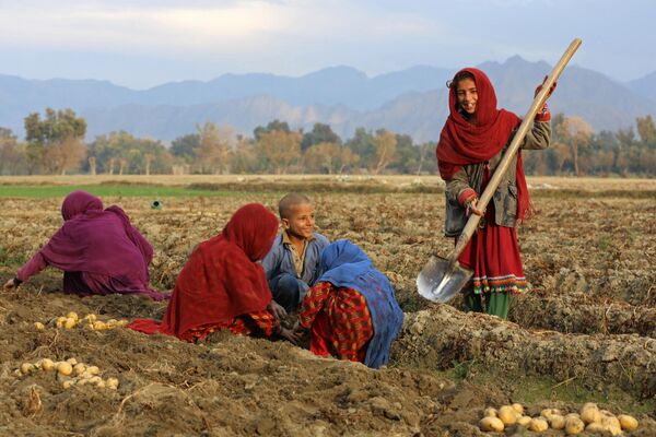Афганские дети собирают урожай картофеля на поле в районе Бати-Кот в провинции Нангархар. - Sputnik Узбекистан