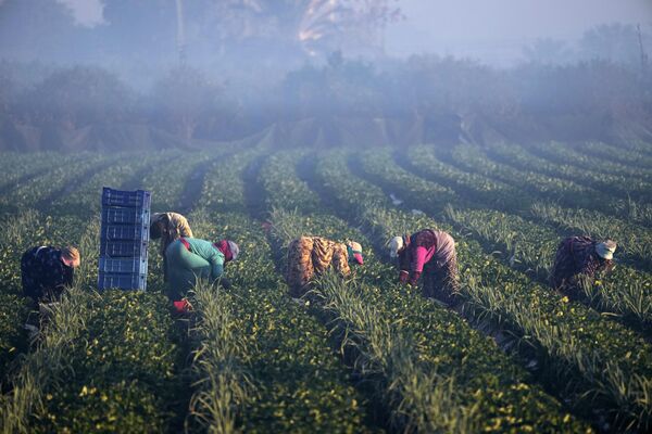 Египетские фермеры собирают клубнику ранним утром на поле в Тухе, недалеко от Каира. - Sputnik Узбекистан