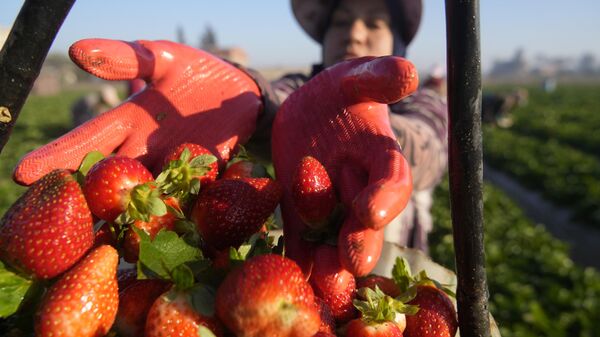 Фермер собирает клубнику на поле, Египет - Sputnik Ўзбекистон