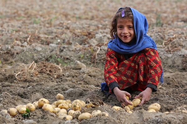 Афганская девочка во время сбора картофеля на поле в районе Бати-Кот в провинции Нангархар. - Sputnik Узбекистан