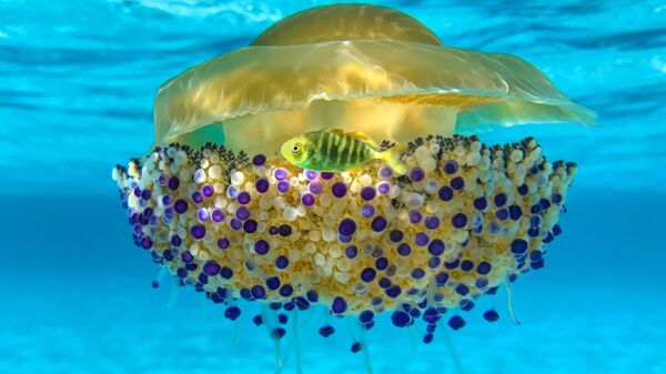Снимок Cassiopea in the Blue фотографа Alessandro Buzzichelli, победивший в категории Mobile Phone конкурса 2022 Ocean Art Underwater Photo - Sputnik Ўзбекистон