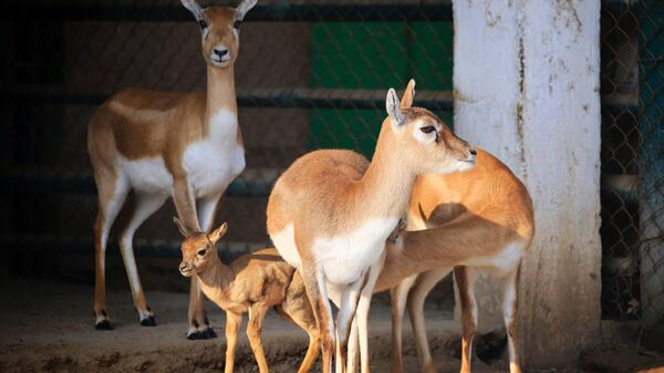 В Ташкентском зоопарке пополнение у семейства антилоп гарна. - Sputnik Узбекистан