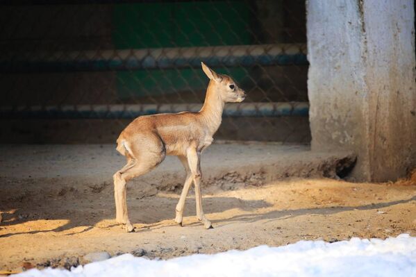V Tashkentskom zooparke popolnenie u semeystva antilop garna. - Sputnik O‘zbekiston