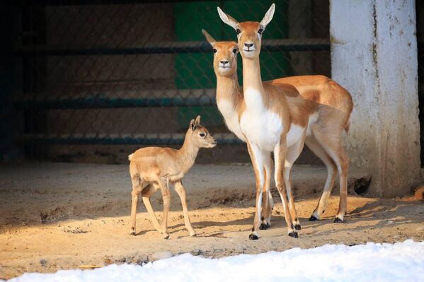 V Tashkentskom zooparke popolnenie u semeystva antilop garna. - Sputnik O‘zbekiston
