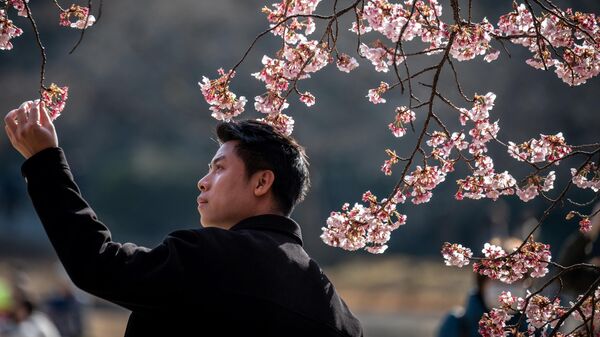 Цветение сакуры в парке Синдзюку-Гёэн в Токио, Япония - Sputnik Ўзбекистон