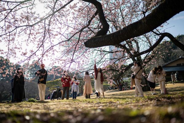 Цветение сакуры в парке Синдзюку-Гёэн в Токио, Япония - Sputnik Узбекистан