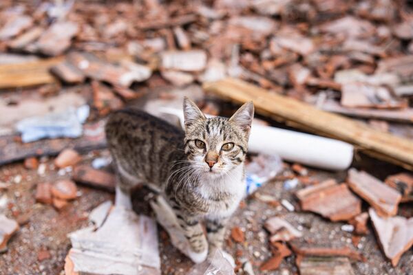 Кот сидит на завалах разрушенного здания.  - Sputnik Узбекистан