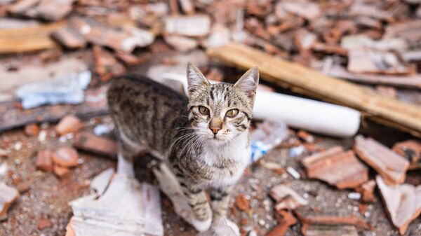 Кошка идет по улице после землетрясения силой 6,4 балла, произошедшего в провинции Хатай на юге Турции - Sputnik Узбекистан