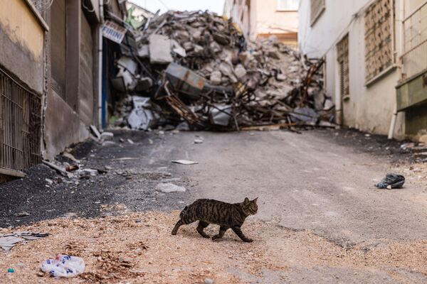 Кот гуляет по улицам провинции Хатай. - Sputnik Узбекистан