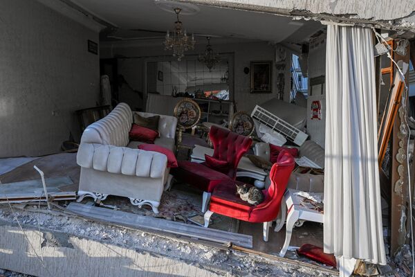 Кошка сидит в кресле в разрушенной квартире.  - Sputnik Узбекистан