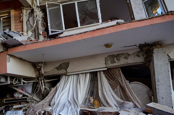 Кот сидит среди обломков рухнувшего здания в Хатае. - Sputnik Узбекистан