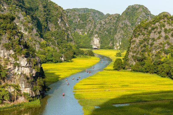 Желтое рисовое поле на реке Нго Донг во Вьетнаме. - Sputnik Узбекистан