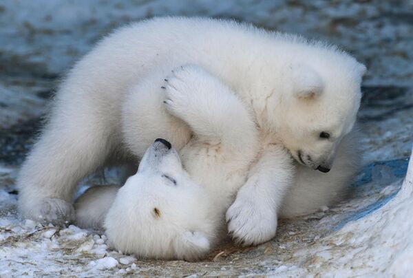 Медвежата, родившиеся у белых медведей Кая и Герды, в Новосибирском зоопарке  - Sputnik Узбекистан