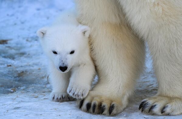 Медвежонок, родившийся 16 декабря 2022 года у белых медведей Кая и Герды, в Новосибирском зоопарке - Sputnik Узбекистан