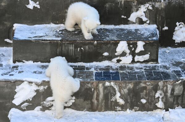 Медвежата, родившиеся 16 декабря 2022 года у белых медведей Кая и Герды, в Новосибирском зоопарке - Sputnik Узбекистан