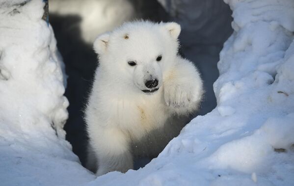 Белые медвежата в зоопарке Новосибирска - Sputnik Узбекистан
