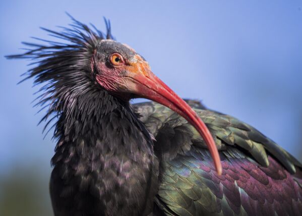 Shimoliy ibis qushi.  - Sputnik O‘zbekiston