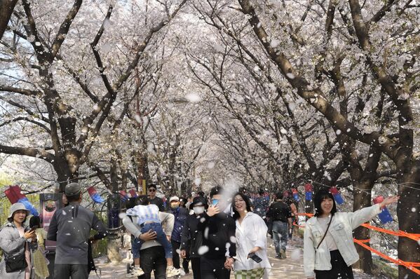 Люди прогуливаются под цветущими деревьями вишни Южной Корее.  - Sputnik Узбекистан