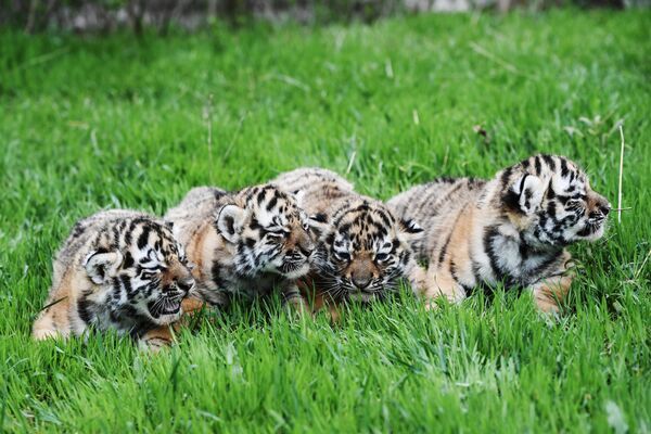 Новорожденные амурские тигрята на территории сафари-парка Тайган в Крыму - Sputnik Узбекистан