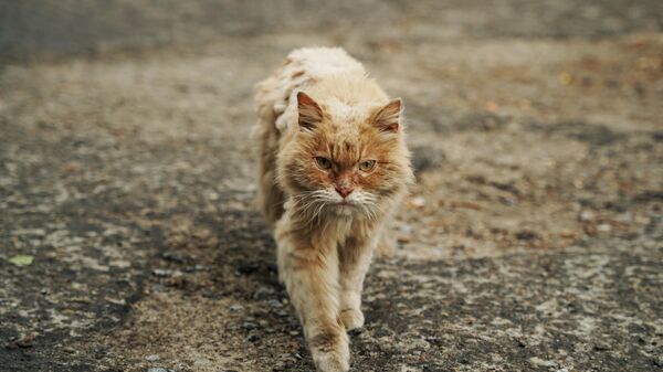 Уличный кот на одной из улиц Северодонецка. - Sputnik Узбекистан