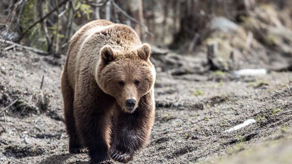 Медведь. Иллюстративное фото - Sputnik Узбекистан